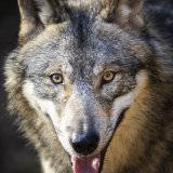 Six cantons veulent réguler les meutes de loups cette année (archives). KEYSTONE/MICHAEL BUHOLZER